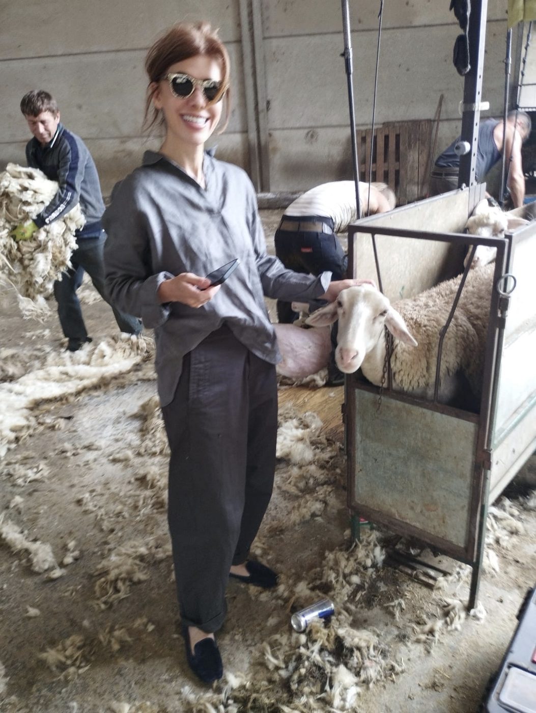 Sheep-shearing day on a local farm