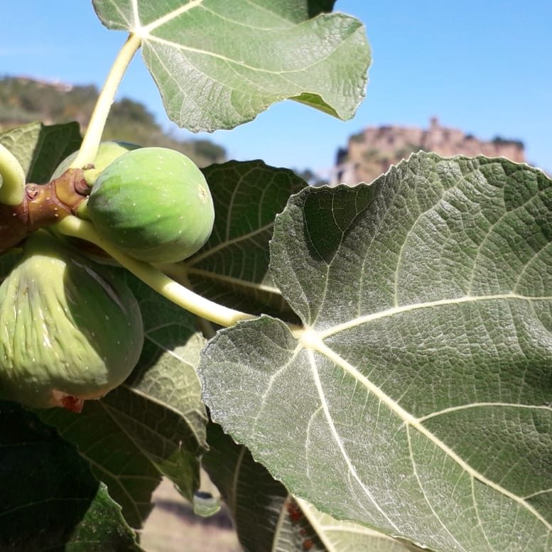 Figs ripening on the tree, with Civita in the distance