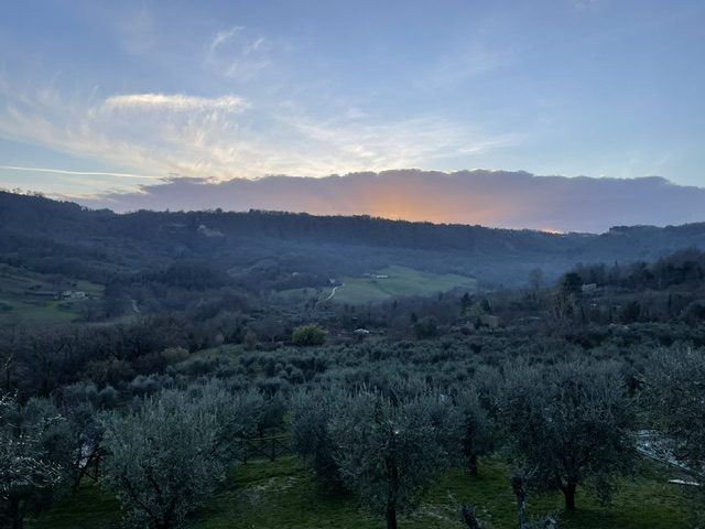 Olive groves in the valley at dusk